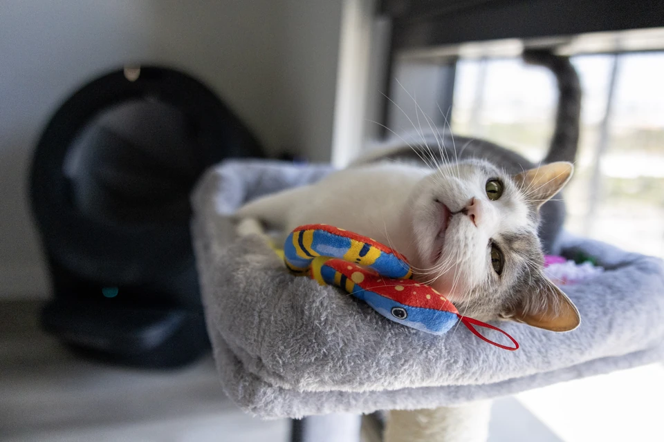 Gray and white cat lying upside down on a cat-tree perch beside a toy fish