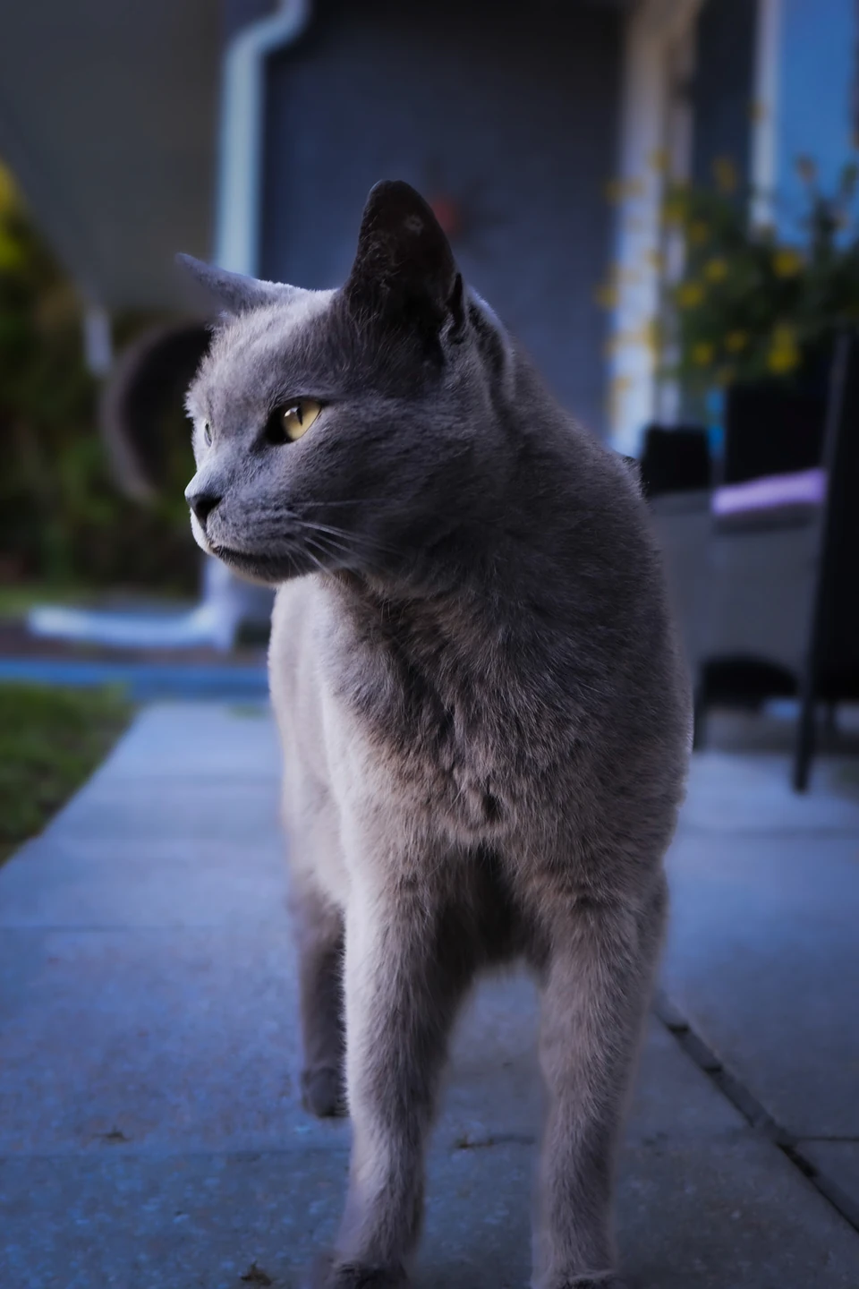 Gray cat standing on a sidewalk at dusk, looking to the side